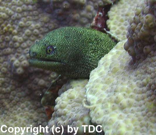 Gefleckte Murne