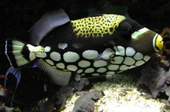 Drckerfisch