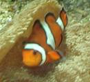 Clownfisch