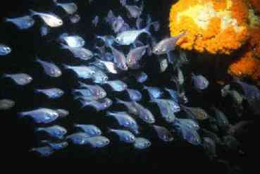 Cavefish