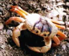 Crab