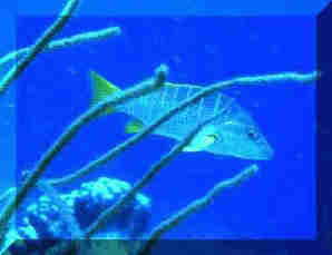 Fisch